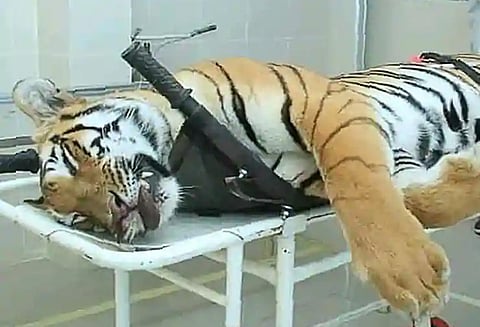 புலி சுட்டுக்கொல்லப்பட்ட விவகாரம்: அரசு மீது சிவசேனா கடும் தாக்கு