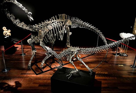 4 மீட்டர் நீளம் கொண்ட டைனோசர்களின் எலும்புக் கூடுகள் ஏலம்