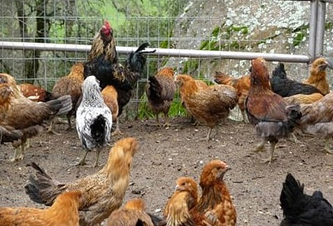 நாட்டுக்கோழி வளர்க்க 100 சதவீத மானியம் - பெண்கள் விண்ணப்பிக்கலாம்