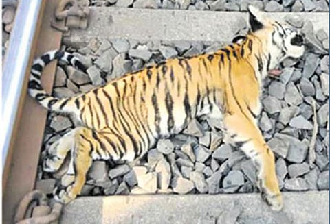 ரெயிலில் அடிபட்டு 3 புலிக்குட்டிகள் பலி : வாகனம் மோதி சிறுத்தைப் புலியும் உயிரிழப்பு