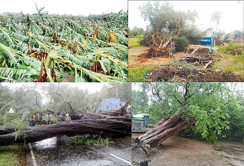 கஜா புயல் எதிரொலி: கரூர் மாவட்டத்தில் சூறைக்காற்றுடன் கன மழை மரங்கள்-மின்கம்பங்கள் சாய்ந்தன