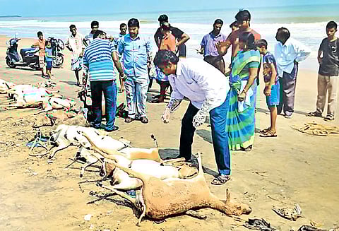 கஜா புயலில் சிக்கி பலியான பரிதாபம் காரைக்காலில் கரை ஒதுங்கிய மான்கள், குதிரைகளின் உடல்கள்