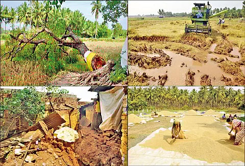 மாவட்டம் முழுவதும் ஒரே நாளில் 74 செ.மீ. மழைப்பொழிவு - விவசாய பயிர்கள் நாசம்; 9 வீடுகள் சேதம்