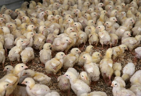 கோழி குஞ்சுகள் பக்கத்து வீட்டில் நுழைந்த விவகாரம்; இரு தரப்பினர் மோதலில் 12 பேர் காயம்