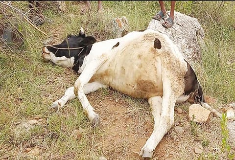 தாளவாடி அருகே கிராமத்தில் புகுந்து சிறுத்தைப்புலி அட்டகாசம் - பசு மாட்டை கடித்துக்கொன்றது