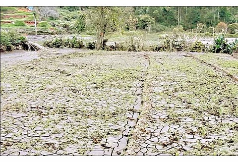 ‘கஜா’ புயல் காரணமாக கொடைக்கானலில் 7,400 ஏக்கர் விவசாய பயிர்கள் நாசம்