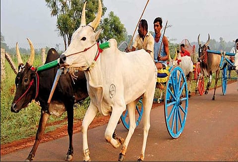 கார்த்திகை தீப திருநாளையொட்டி கல்லல், சிங்கம்புணரி பகுதிகளில் மாட்டு வண்டி பந்தயம்