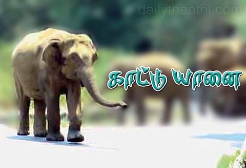 பந்தலூரில்: குடிசை வீடுகளை சேதப்படுத்தி காட்டு யானை அட்டகாசம்