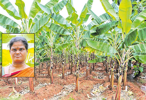 நீங்களும் ஆகலாம் இயற்கை விவசாயி - வளமான வருமானம் தரும் வாழை சாகுபடி