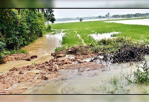 ஒரத்தநாடு அருகே: வாய்க்காலில் ‘திடீர்’ உடைப்பு; 500 ஏக்கர் நெற்பயிர்கள் நீரில் மூழ்கின