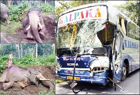 கேரளாவில் இருந்து பெங்களூரு நோக்கி வந்த தனியார் சொகுசு பஸ் மோதி ‘ரவுடி ரங்கா’ யானை செத்தது