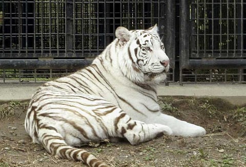 ஜப்பான் உயிரியல் பூங்காவில் பயங்கரம்: ஊழியரை கடித்து கொன்றது, வெள்ளைப்புலி