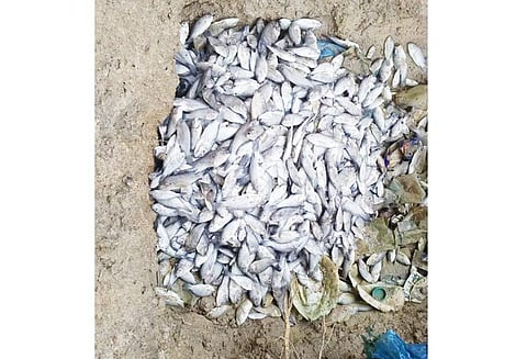 அறந்தாங்கி அருகே கோவில் குளத்தில் மீன்கள் செத்து மிதந்தன