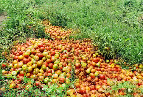 விலை வீழ்ச்சி எதிரொலி: தக்காளி சாகுபடி செய்த விவசாயிகள் பாதிப்பு