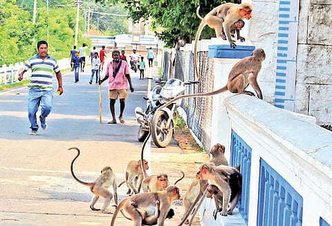 பூண்டி ஏரியில் குரங்குகள் அட்டகாசம் பொதுமக்கள் அச்சம்
