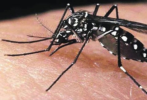 மும்பையில் மலேரியா, டெங்குவை ஒழிக்க ரூ.42¼ கோடிக்கு பூச்சி கொல்லி மருந்து