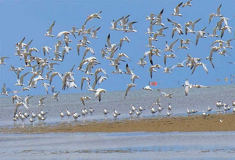 தனுஷ்கோடியில் மணல் திட்டுக்கு இடம்பெயரும் பறவைகள்