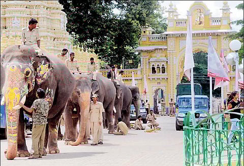 பிரசித்தி பெற்ற மைசூரு தசரா ஊர்வலம் : முதல்-மந்திரி நாளை தொடங்கி வைக்கிறார்