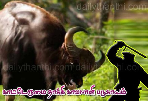 கூடலூரில்: காட்டெருமை தாக்கி காவலாளி படுகாயம்
