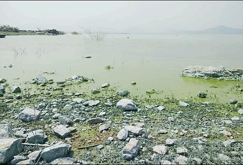 பச்சை நிறமாக மாறிய மேட்டூர் நீர்த்தேக்க பகுதி - துர்நாற்றம் வீசுவதால் நோய் பரவும் அபாயம்