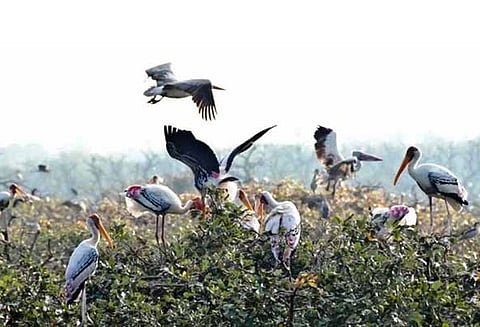 ஏரியில் போதிய நீர் இருப்பு இல்லாததால் வேடந்தாங்கல் சரணாலயம் வந்த வெளிநாட்டு பறவைகள் ஏமாற்றம் கூடுகட்டி குடியேற தயக்கம்