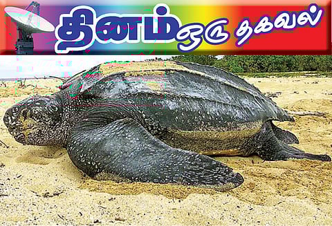 தினம் ஒரு தகவல் : தோணி ஆமை