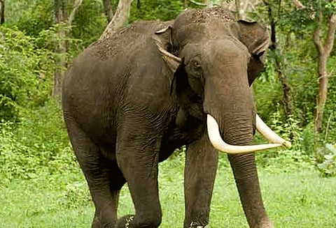 வன ஊழியரை கொன்ற காட்டு யானை குடியிருப்புக்குள் புகுந்து மீண்டும் அட்டகாசம்