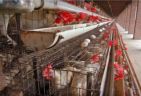 கோழிகளை கூண்டில் வளர்க்க தடை நீடித்தால் முட்டை விலை ரூ.15 ஆக உயரும் - சம்மேளன துணைத்தலைவர் தகவல்