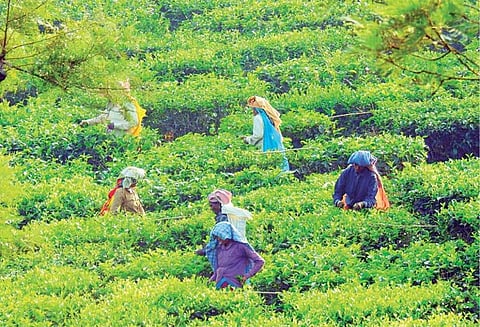 மறுவாழ்வு திட்டங்கள் முழுமையாக கிடைக்கவில்லை: இலங்கையில் இருந்து தாயகம் திரும்பிய மக்கள் தேயிலை தோட்டங்களில் அவதி