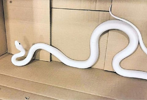 போலீஸ் நிலையத்துக்கு கொண்டு வரப்பட்ட பாம்பு!