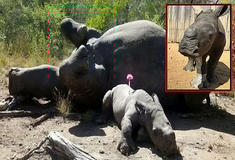 கொம்புக்காக கொல்லப்பட்ட தாயை விட்டு குட்டி காண்டாமிருகம் பிரிய மறுத்த சோகம்