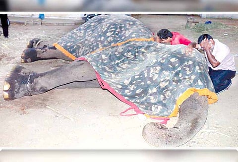 நெல்லை கால்நடை ஆஸ்பத்திரியில் சிகிச்சை பெற்று வந்த யானை பரிதாப சாவு