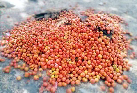 தக்காளி விலை கடும் வீழ்ச்சி: சாலையோரம் கொட்டி செல்லும் விவசாயிகள்