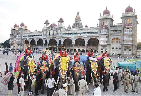 தங்க அம்பாரியை சுமக்கும் அர்ஜூனா உள்பட 6 யானைகள் மைசூரு அரண்மனைக்கு வருகை