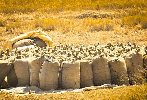 தமிழகத்தில் அரிசி விலை வரலாறு காணாத வீழ்ச்சி