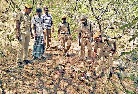 வருசநாடு அருகே செந்நாய்கள் கடித்து 4 ஆடுகள் பலி