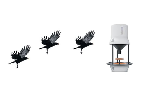 உழைத்துச் சாப்பிடும் காகங்கள்