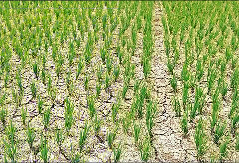 காய்ந்து வரும் பயிர்களை காப்பாற்ற கூடுதல் தண்ணீர் திறந்து விட வேண்டும் விவசாயிகள் கோரிக்கை