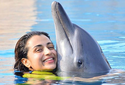 டால்பின்களை கொடுமைப்படுத்தியதாக நடிகை திரிஷாவுக்கு எதிர்ப்பு