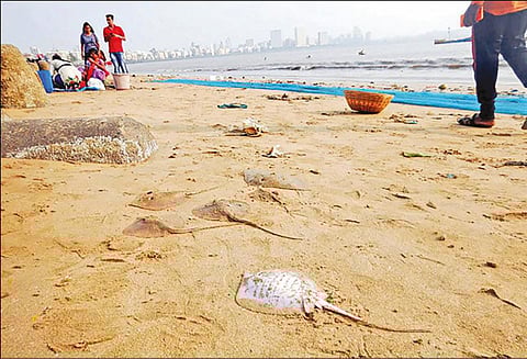 மும்பை கடற்கரைகளில் மீன்கள் செத்து மிதந்ததால் பரபரப்பு
