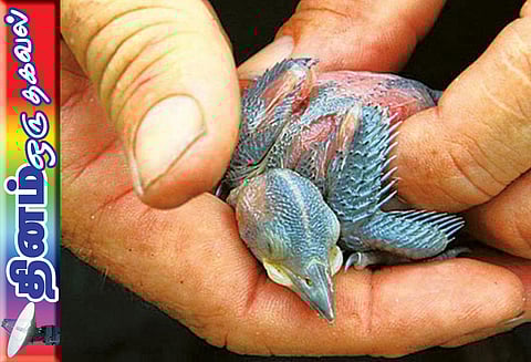 தினம் ஒரு தகவல் : தவறி விழுந்த குருவி குஞ்சு