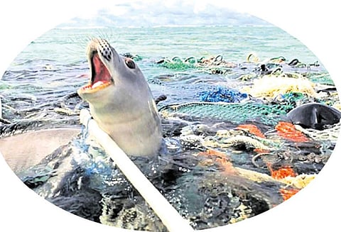 கடல்வாழ் உயிரினங்கள் ‘பிளாஸ்டிக்’கை ஏன் உண்கின்றன?