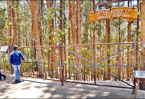 மேம்பாட்டு பணிகள் நிறைவடைந்தும் பைன்பாரஸ்ட் திறக்காததால் சுற்றுலா பயணிகள் ஏமாற்றம் - நுழைவு கட்டணம் உயர்வு