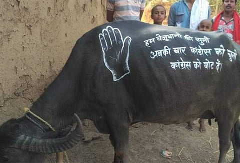 தேர்தல் பிரசாரத்திற்கு எருமைகளை பயன்படுத்திய காங்கிரசுக்கு தேர்தல் ஆணையம் நோட்டீஸ்