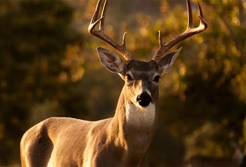 ஆஸ்திரேலியாவில் பரிதாபம்: வீட்டில் வளர்த்த மான் தாக்கி ஒருவர் சாவு - மனைவி கவலைக்கிடம்