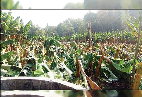 முதுமலை ஊராட்சியில், சூறாவளி காற்றுக்கு வாழைகள் சாய்ந்தன - விவசாயிகள் கவலை