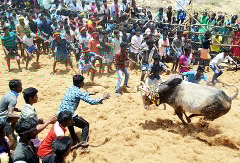 பூங்குன்றநாயகி அம்மன் கோவில் பூத்திருவிழா - மஞ்சுவிரட்டில் 10 பேர் காயம்