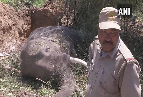 உத்தரகாண்ட் மாநிலத்தில் ரெயில் மோதி 2 யானைகள் பலி