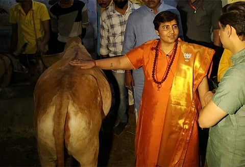 என்னுடைய மார்பக புற்றுநோயை பசு கோமியம் குணமாக்கியது - பா.ஜனதா தலைவர் சாத்வி பிரக்யா