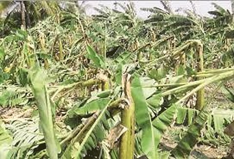 மத்தூர் பகுதியில் சூறைக்காற்றுக்கு வாழை மரங்கள் சாய்ந்தன ஆலங்கட்டி மழையால் மாங்காய்கள் அழுகும் அவலம்